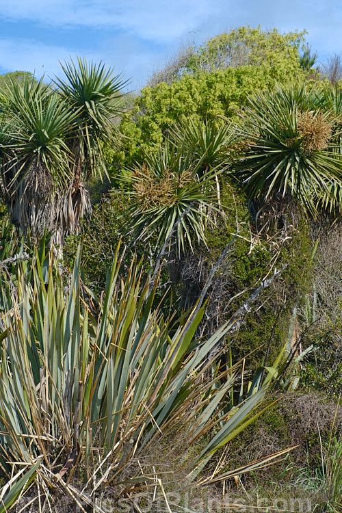 New Zealand shoreline vegetation made up mostly of native plants, including <i>Cordyline australis</i>, <i>Phormium tenax</i>, <i>Myoporum laetum</i>, <i>Coprosma</i>, <i>Pittosporum</i> and <i>Olearia</i>.