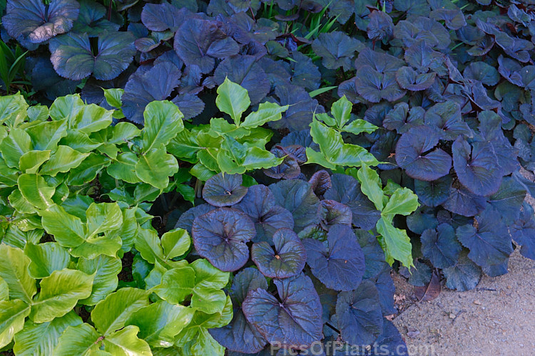 Contrasting foliage of two shade-loving perennial genera: the lustrous green leaves of <i>Arisaema</i> and the near-matt purple-bronze foliage of <i>Ligularia</i>.