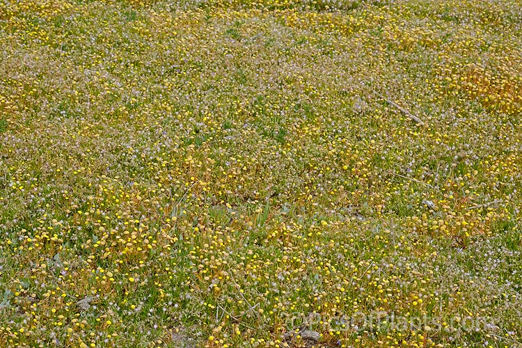 Low herbage typical of estuarine areas of the South Island of New Zealand. It is composed of several small halopytes, Saltmarsh Sand Spurrey (<i>Spergularia marina</i>), Common Brass. Buttons or Bachelor's Button (<i>Cotula coronopifolia</i>) and Native Musk or Maori Musk (<i>Thyridia repens</i>).