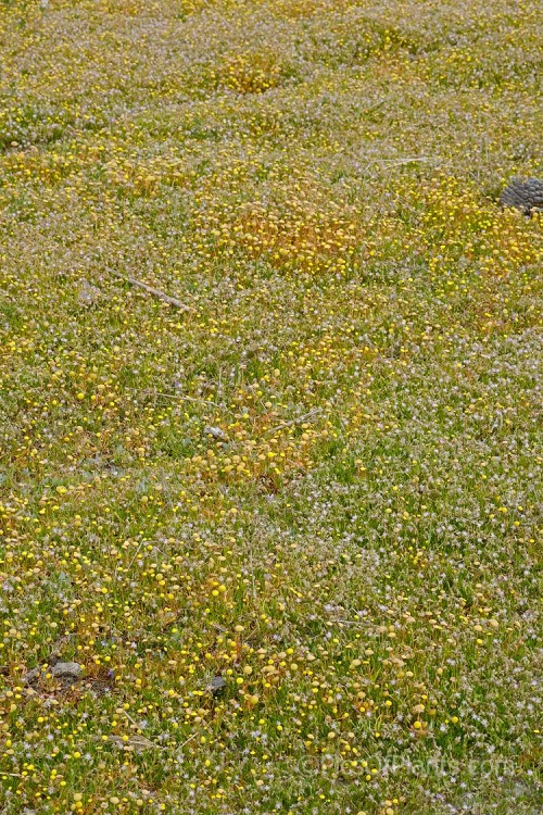 Low herbage typical of estuarine areas of the South Island of New Zealand. It is composed of several small halopytes, Saltmarsh Sand Spurrey (<i>Spergularia marina</i>), Common Brass. Buttons or Bachelor's Button (<i>Cotula coronopifolia</i>) and Native Musk or Maori Musk (<i>Thyridia repens</i>).