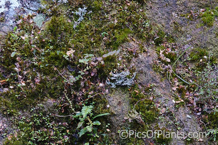 Multiple young plants germinating in moss growing on a rock which also hosts various lichens.