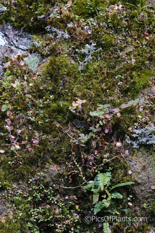 Multiple young plants germinating in moss growing on a rock which also hosts various lichens.