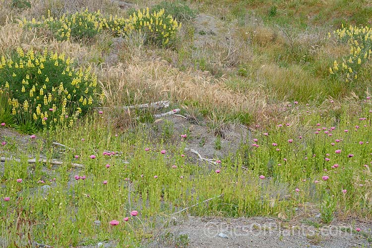 Plants typical of coastal gravels or dune. In the foreground is the purple-pink-flowered <i>Papaver setigerum</i>, behind it is tree lupin (<i>Lupinus arboreum</i>) and Sea Barley (<i>Hordeum marinum</i>).