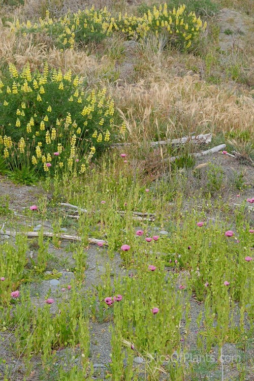 Plants typical of coastal gravels or dune. In the foreground is the purple-pink-flowered <i>Papaver setigerum</i>, behind it is tree lupin (<i>Lupinus arboreum</i>) and Sea Barley (<i>Hordeum marinum</i>).