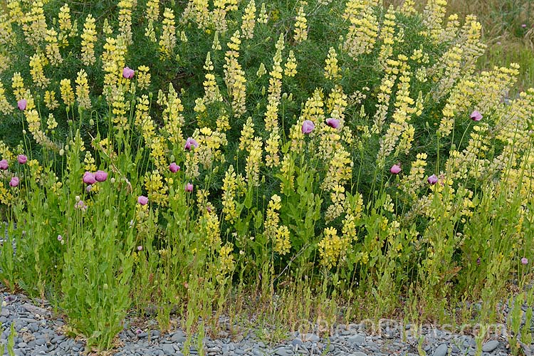 Plants typical of coastal gravels or dune. In the foreground is the purple-pink-flowered <i>Papaver setigerum</i>, behind it is tree lupin (<i>Lupinus arboreum</i>).