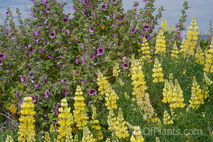 Two shrubby but colourful weeds often found in coastal areas: the purple-pink-flowered tree mallow (<i>Malva arborea</i>) behind the yellow blooms of tree lupin (<i>Lupinus arboreum</i>).