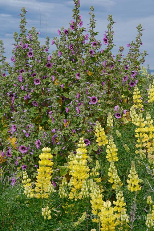 Two shrubby but colourful weeds often found in coastal areas: the purple-pink-flowered tree mallow (<i>Malva arborea</i>) behind the yellow blooms of tree lupin (<i>Lupinus arboreum</i>).