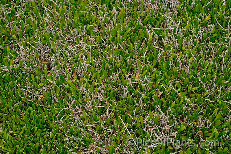 The old stems of Beaded Samphire or Beaded Glasswort (<i>Sarcocornia quinqueflora</i>), with fruit, growing through a lush carpet of Remuremu or Swampweed (<i>Selliera radicans</i>).