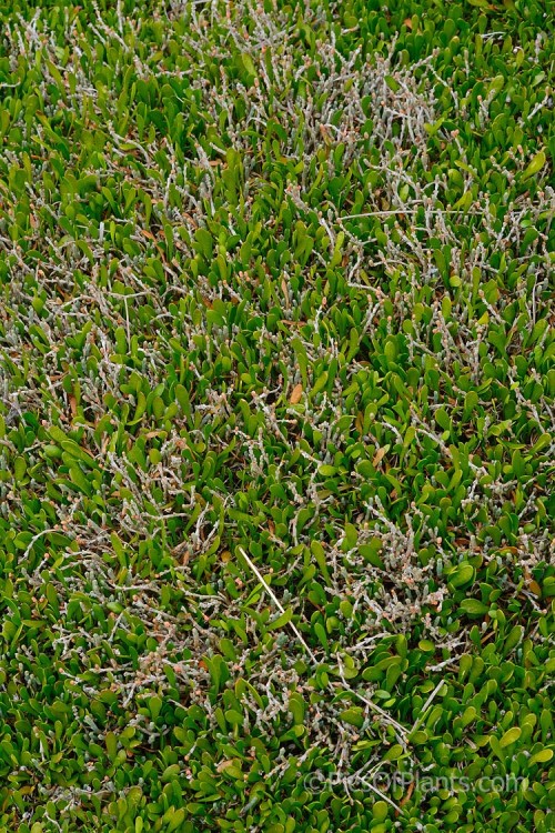 The old stems of Beaded Samphire or Beaded Glasswort (<i>Sarcocornia quinqueflora</i>), with fruit, growing through a lush carpet of Remuremu or Swampweed (<i>Selliera radicans</i>).