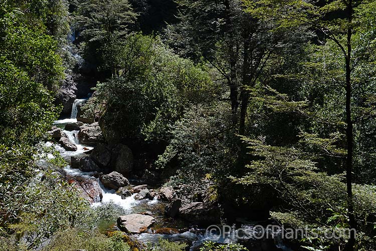 Dense southern beech forest along a mountain stream. The forest trees are mainly of the genera <i>Lophozonia</i> and <i>Fuscospora</i> of the Nothofagaceae. Canterbury, New Zealand