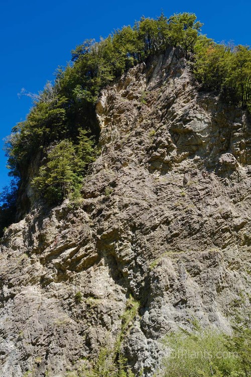 Southern beech forest along a rocky cliff top. The forest trees are mainly of the genera <i>Lophozonia</i> and <i>Fuscospora</i> of the Nothofagaceae. Canterbury, New Zealand