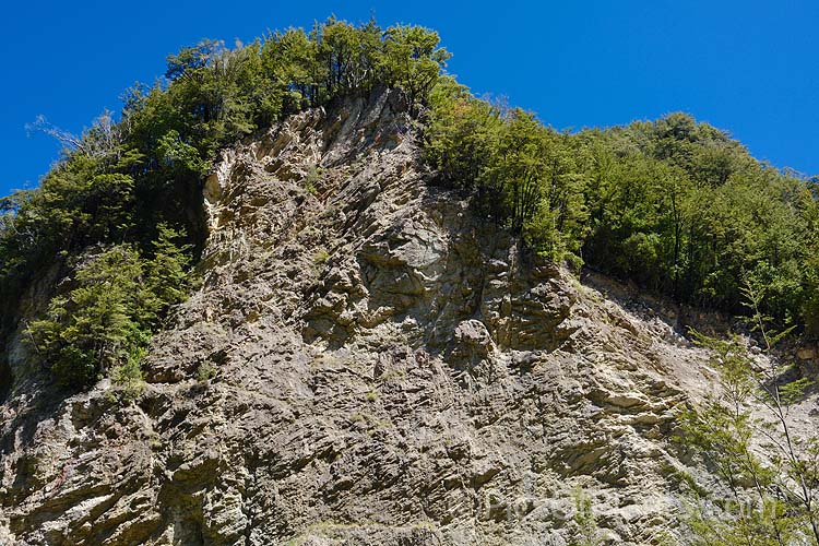 Southern beech forest along a rocky cliff top. The forest trees are mainly of the genera <i>Lophozonia</i> and <i>Fuscospora</i> of the Nothofagaceae. Canterbury, New Zealand