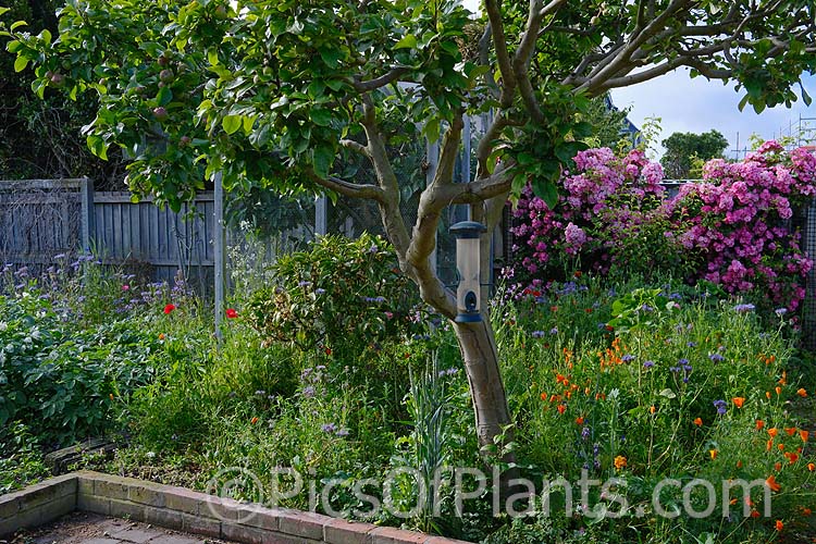 A garden, including fruit trees and roses, with a semi-wild feel due to a dense planting of wildflower seeds.