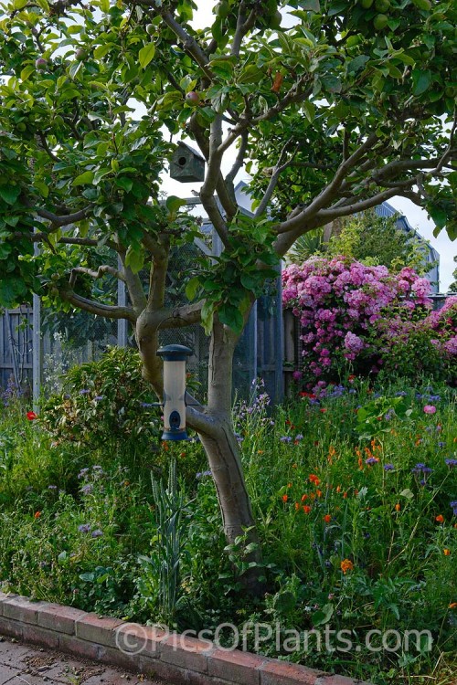 A garden, including fruit trees and roses, with a semi-wild feel due to a dense planting of wildflower seeds.