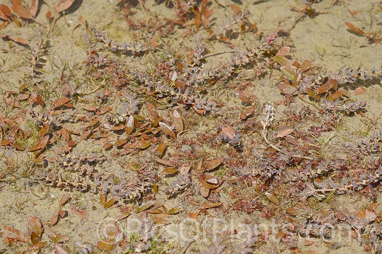 Plants of the shallows, including <i>Aponogeton</i> and <i>Myriophyllum</i>.