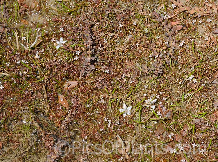 Plants of the shallows, including <i>Aponogeton</i> and <i>Myriophyllum</i>.