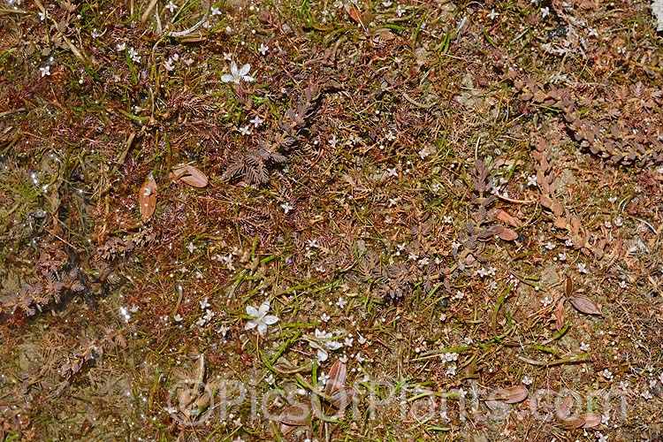 Plants of the shallows, including <i>Aponogeton</i> and <i>Myriophyllum</i>.