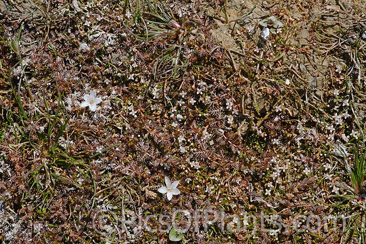 Plants of the shallows, including <i>Aponogeton</i> and <i>Myriophyllum</i>.