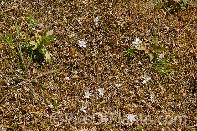 Plants of the shallows, including <i>Aponogeton</i> and <i>Myriophyllum</i>.