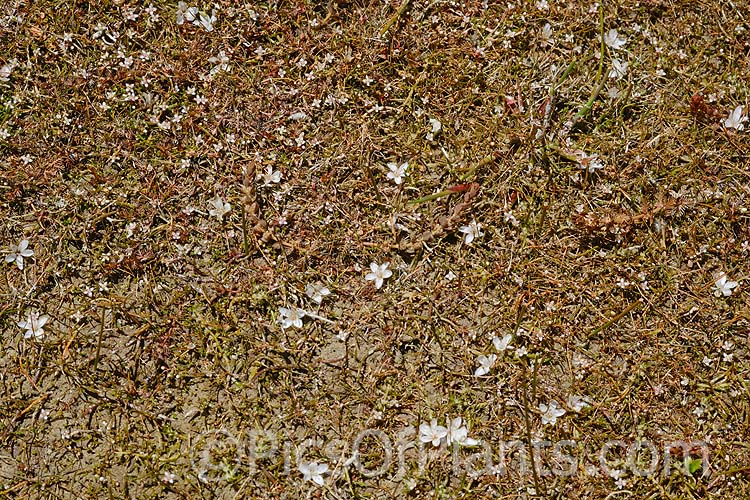 Plants of the shallows, including <i>Aponogeton</i> and <i>Myriophyllum</i>.