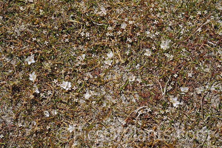 Plants of the shallows, including <i>Aponogeton</i> and <i>Myriophyllum</i>.