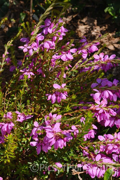 River Rose (<i>Bauera rubioides</i>), found in southeastern Australia, including Tasmania, this is an evergreen, spring-flowering shrub that can be prostrate or up to 2m tall. Order: Oxidales, Family: Cunoniaceae