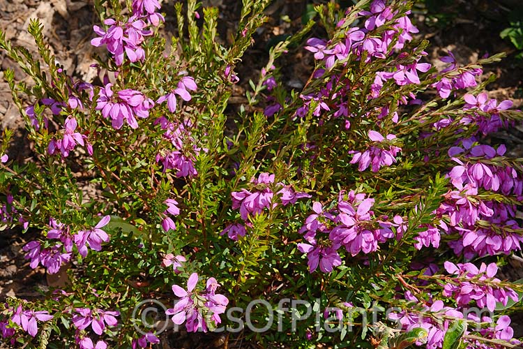 River Rose (<i>Bauera rubioides</i>), found in southeastern Australia, including Tasmania, this is an evergreen, spring-flowering shrub that can be prostrate or up to 2m tall. Order: Oxidales, Family: Cunoniaceae