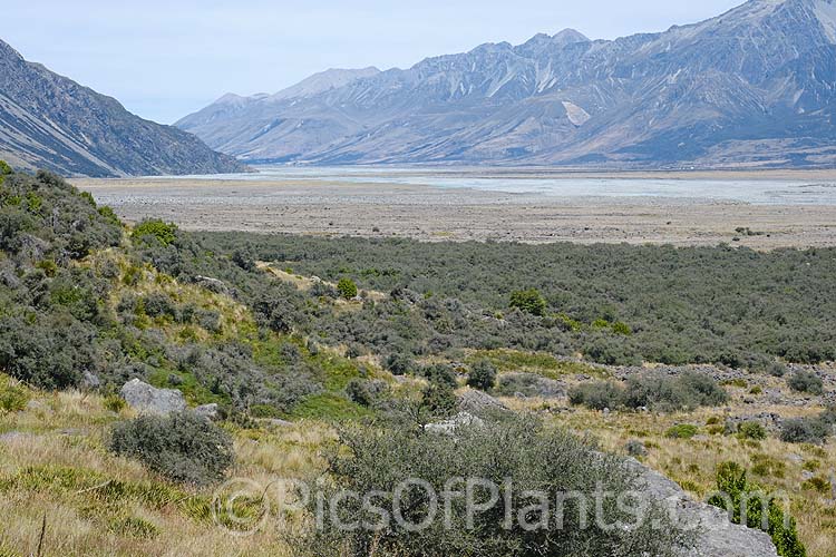 Subalpine vegetation near Mount Cook Village, New Zealand. Grasslands and low shrubs at the lower levels turn to small shrubs and specialised scree plants as the altitude increases.