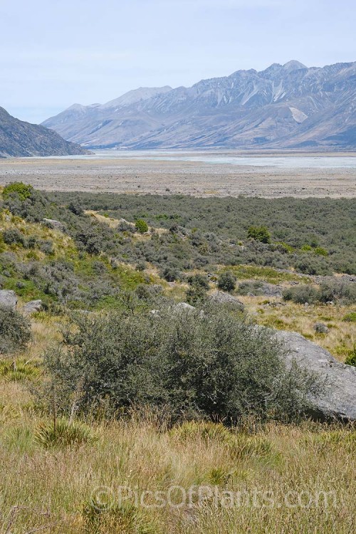 Subalpine vegetation near Mount Cook Village, New Zealand. Grasslands and low shrubs at the lower levels turn to small shrubs and specialised scree plants as the altitude increases.