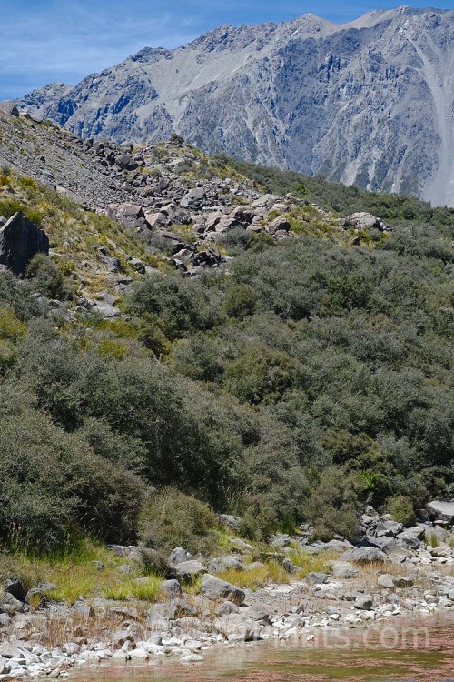 Subalpine vegetation near Mount Cook Village, New Zealand. Grasslands and low shrubs at the lower levels turn to small shrubs and specialised scree plants as the altitude increases.