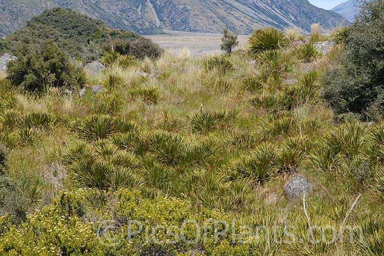 Subalpine vegetation near Mount Cook Village, New Zealand, dominated by speargrass (<i>Aciphylla</i> species</i>). Grasslands and low shrubs at the lower levels turn to small shrubs and specialised scree plants as the altitude increases.