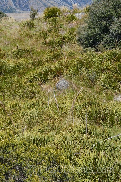 Subalpine vegetation near Mount Cook Village, New Zealand, dominated by speargrass (<i>Aciphylla</i> species</i>). Grasslands and low shrubs at the lower levels turn to small shrubs and specialised scree plants as the altitude increases.