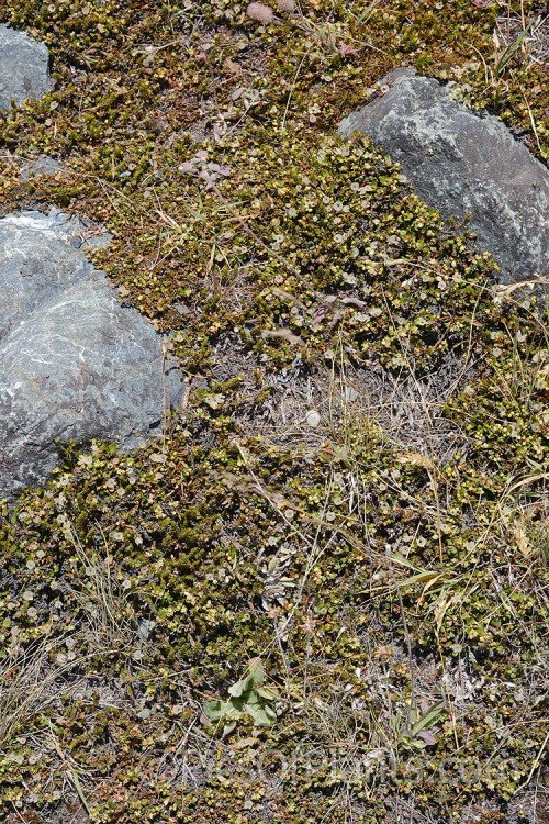 Small prostrate New Zealand plants, including <i>Muehlenbeckia</i> and <i>Leucopogon</i>. Hugging the ground protects the plants from the strong winds and allows them to overwinter under snow.