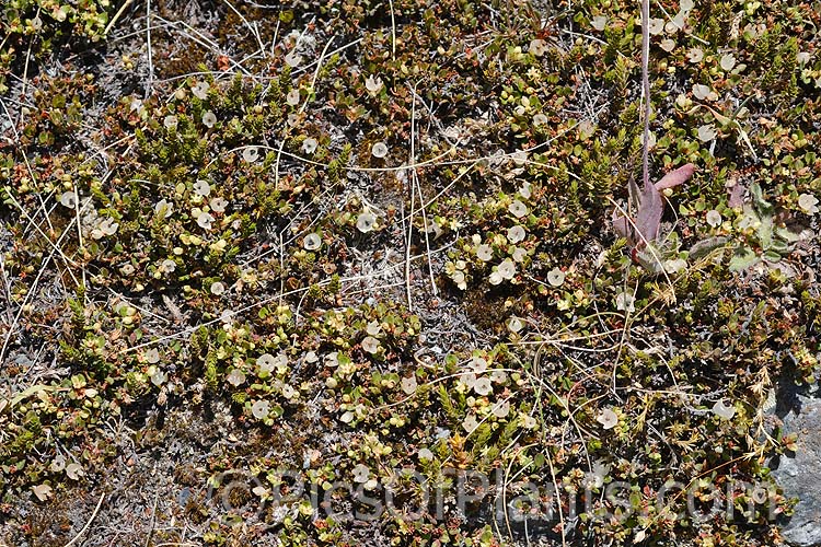 Small prostrate New Zealand plants, including <i>Muehlenbeckia</i> and <i>Leucopogon</i>. Hugging the ground protects the plants from the strong winds and allows them to overwinter under snow.