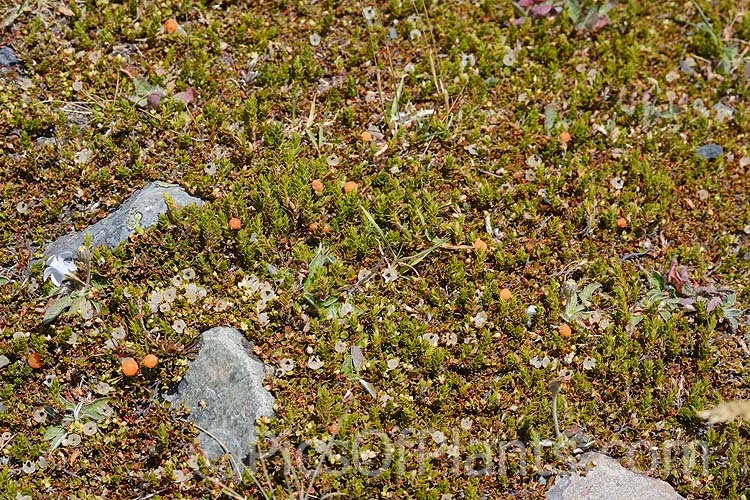 Small prostrate New Zealand plants, including <i>Muehlenbeckia</i> and <i>Leucopogon</i>. Hugging the ground protects the plants from the strong winds and allows them to overwinter under snow.