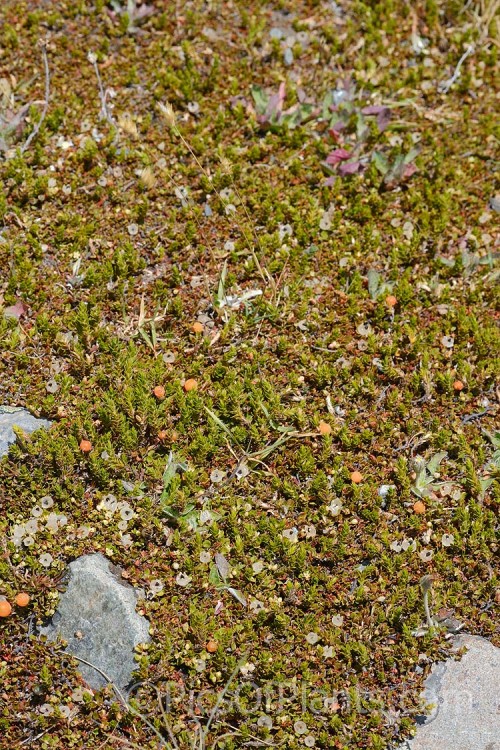 Small prostrate New Zealand plants, including <i>Muehlenbeckia</i> and <i>Leucopogon</i>. Hugging the ground protects the plants from the strong winds and allows them to overwinter under snow.