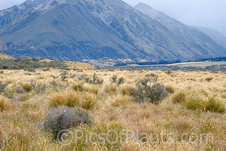 High country New Zealand grasslands dominated by large tussocks. These exposed windblown sites have led to the evolution of many low, dense or highly flexible plants.