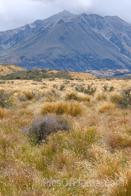 High country New Zealand grasslands dominated by large tussocks. These exposed windblown sites have led to the evolution of many low, dense or highly flexible plants.