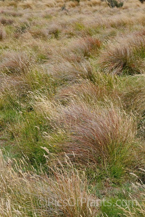 High country New Zealand grasslands dominated by large tussocks. These exposed windblown sites have led to the evolution of many low, dense or highly flexible plants.