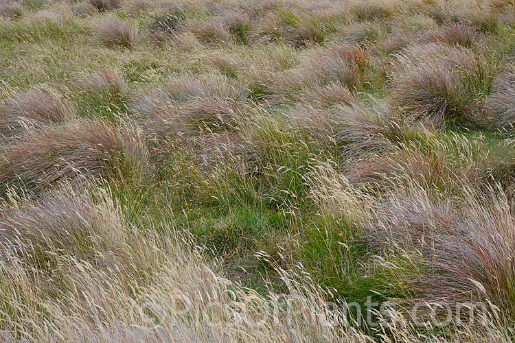 High country New Zealand grasslands dominated by large tussocks. These exposed windblown sites have led to the evolution of many low, dense or highly flexible plants.