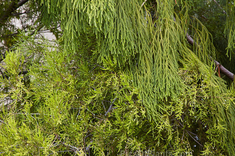 When seen in the wild, the mature forms of these two New Zealand native trees can be difficult to distinguish form each other. But seen together in their younger growth phases the difference is clear: Rimu (<i>Dacrydium cupressinum</i>), above, has a weeping branch structure with minute, cylindrical sectioned leaves that are closely spaced and overlapping, while the branches Kahikatea (<i>Dacrycarpus dacrydioides</i>), below are more horizontal and the flatter leaves are more widely spaced.