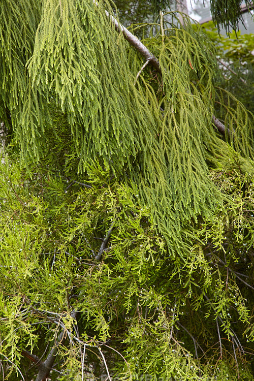 When seen in the wild, the mature forms of these two New Zealand native trees can be difficult to distinguish form each other. But seen together in their younger growth phases the difference is clear: Rimu (<i>Dacrydium cupressinum</i>), above, has a weeping branch structure with minute, cylindrical sectioned leaves that are closely spaced and overlapping, while the branches Kahikatea (<i>Dacrycarpus dacrydioides</i>), below are more horizontal and the flatter leaves are more widely spaced.