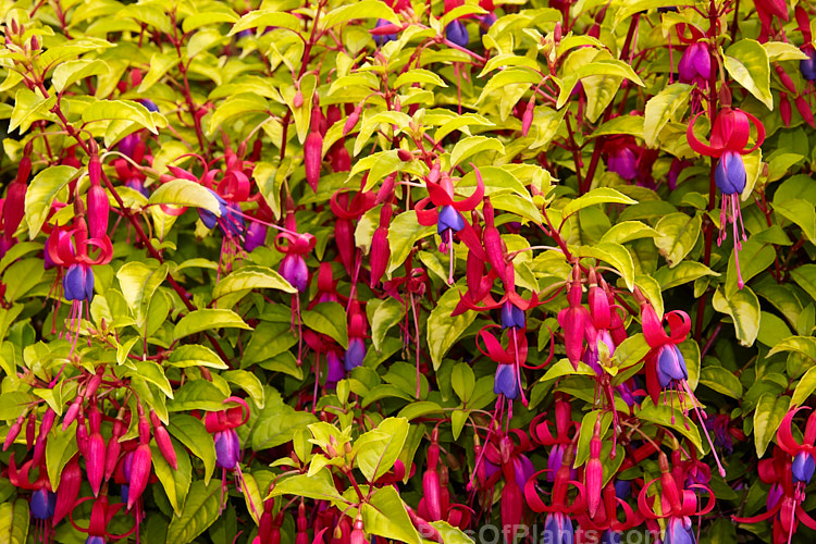 Fuchsia 'Genii', originally named 'Jeane', this is a dense bush with bright yellow green foliage and masses of small single flowers. It has an upright bushy habit. Introduced in 1951 by Reiter of the United States. Order: Myrtales, Family: Onagraceae