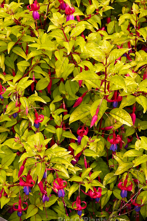 Fuchsia 'Genii', originally named 'Jeane', this is a dense bush with bright yellow green foliage and masses of small single flowers. It has an upright bushy habit. Introduced in 1951 by Reiter of the United States. Order: Myrtales, Family: Onagraceae