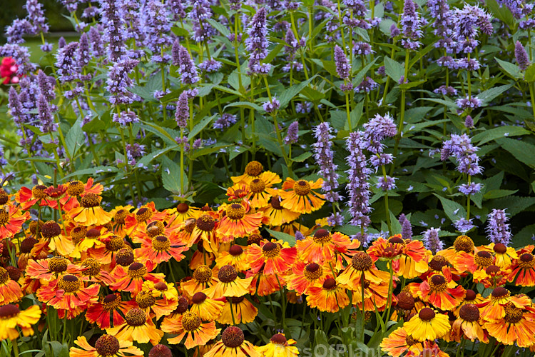 Helenium and <i>Agastache</i>, two late summer- to autumn-flowering perennials.