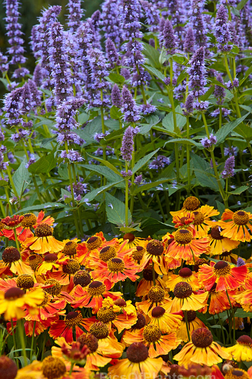 Helenium and <i>Agastache</i>, two late summer- to autumn-flowering perennials.