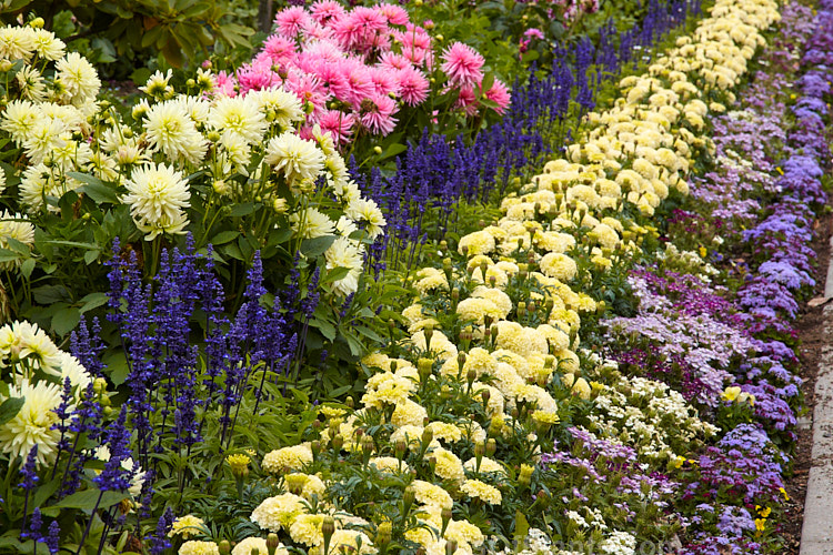 A colourful display of late summer bedding plants.