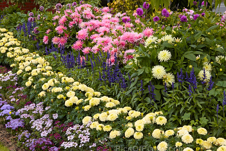 A colourful display of late summer bedding plants.