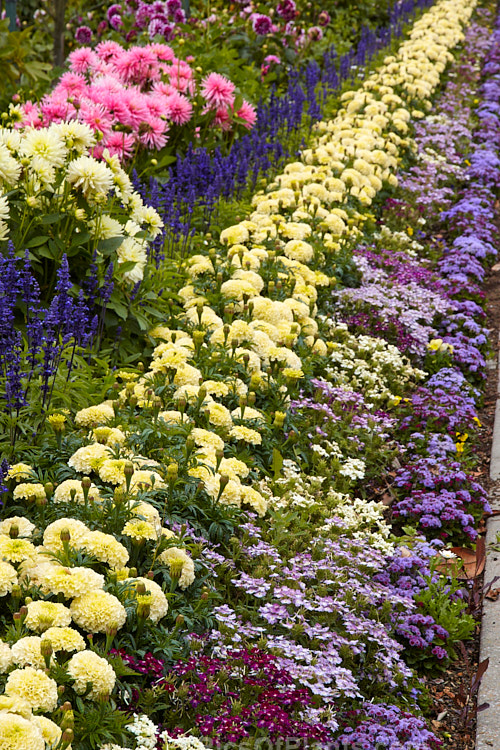 A colourful display of late summer bedding plants.