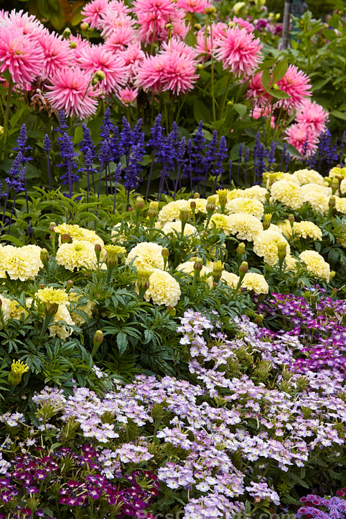 A colourful display of late summer bedding plants.